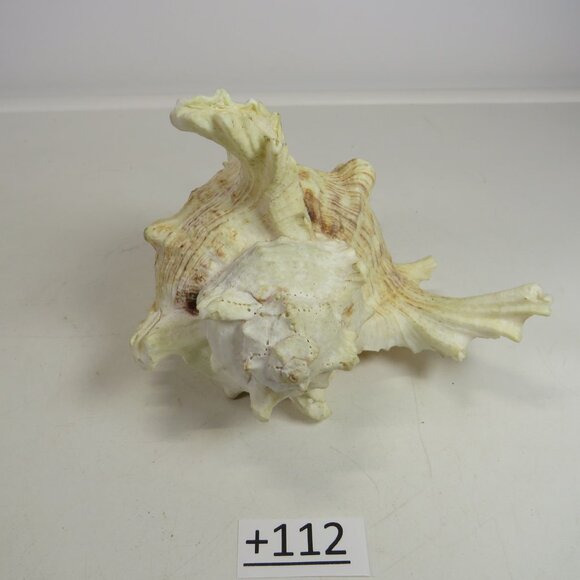 REAL Sea Shell Murex Conch with large fingers 6x5.5x4.5" Great Condition - Picture 6 of 11